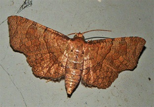 Moths 2